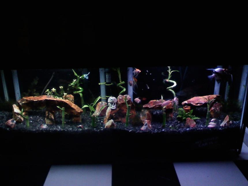 Rated #2033: 55 Gallons Planted Tank - Angle Tank
40 Gallon Long

6 Angels
5 Albino Cory Cars
1 Serpae Tetra
3 White Skirt Tetras
1 Plecostomus 
1 Flounder
1 Black Swordtail

Black Gravel
Flint Rocks
Bamboo
Java Moss
Java Swoard