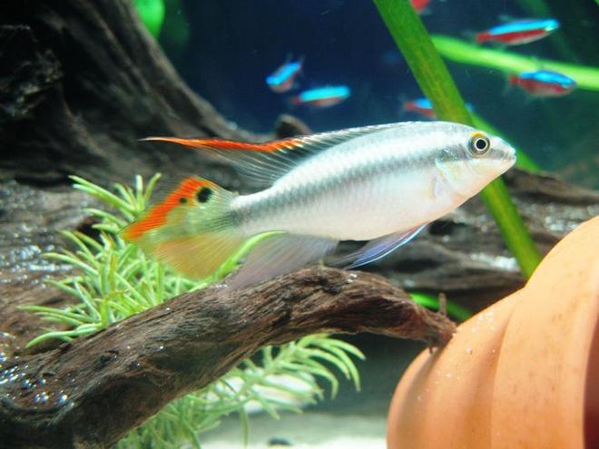 freshwater fish - pelvicachromis pulcher - kribensis cichlid stocking in 17 gallons tank - Male Pelvicachromis pulcher...my cute lil' guy!