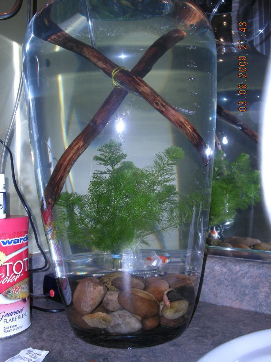 fish tank picture - Fish tank in large vase,might catch on as a trend.Uploaded by twurlurmind september 3 2009.Alls good and all is well.
