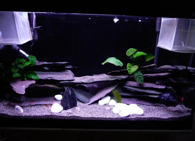 28 gallons freshwater fish tank (mostly fish and non-living decorations) - 125L tank