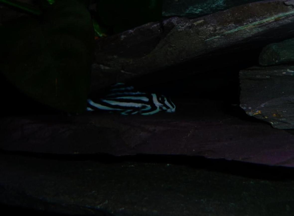 freshwater fish - hypancistrus zebra - zebra pleco, true (l-46) stocking in 28 gallons tank - One of my Zebras