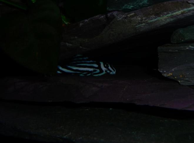 freshwater fish - hypancistrus zebra - zebra pleco, true (l-46) stocking in 28 gallons tank - One of my Zebras