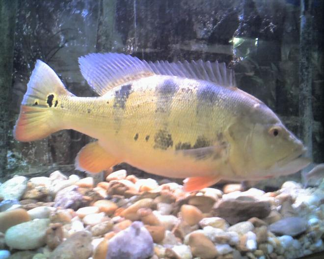 freshwater fish - cichlia ocellaris - peacock bass (ocellaris) stocking in 5 gallons tank - peacock bass