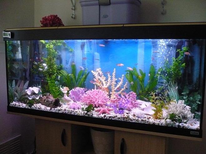 55 gallons freshwater fish tank (mostly fish and non-living decorations) - my tank