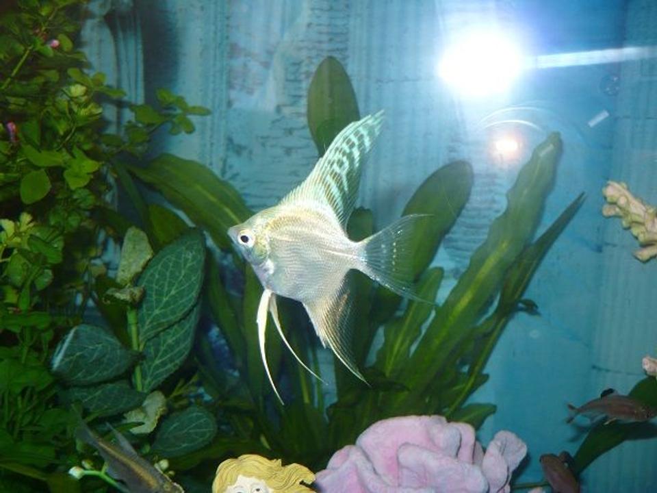 freshwater fish - pterophyllum sp. - gold veil angel stocking in 55 gallons tank - another white angel fish picture