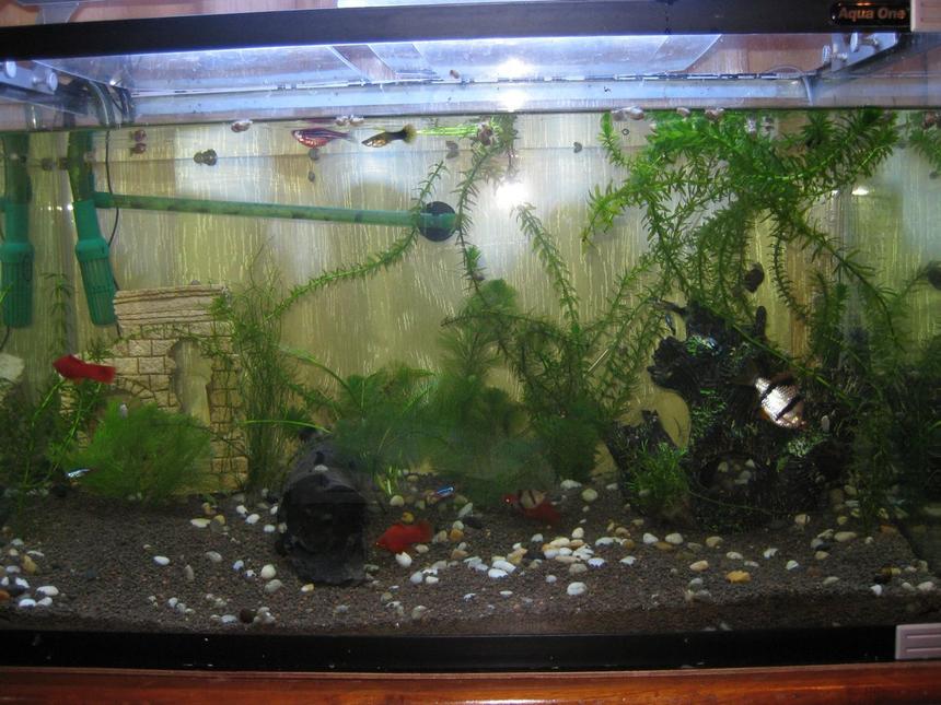 Rated #4015: 30 Gallons Freshwater Fish Tank - starting out
