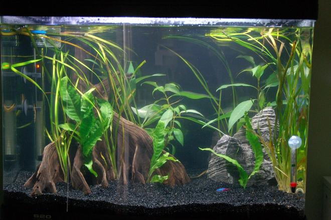 23 gallons planted tank (mostly live plants and fish) - Aqua One AR620.
90 Litres / 23 Gallon
3 Days After Setup