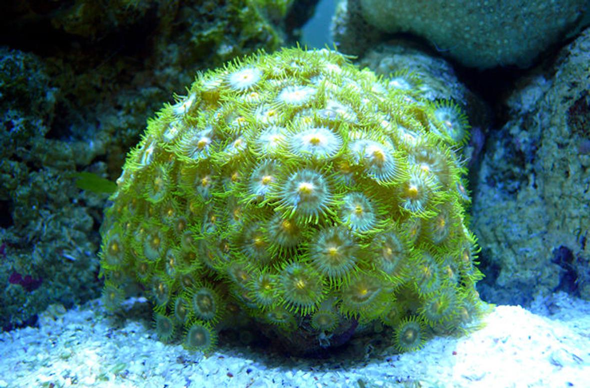 corals inverts - zoanthus sp. - colony polyp stocking in 30 gallons tank - Green Button Polyps (Zoanthus sp.)