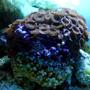 corals inverts - zoanthus sp. - colony polyp stocking in 30 gallons tank - Brown Button Polyps (Zoanthus sp.)