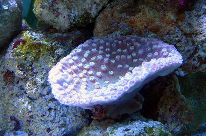 corals inverts - turbinaria peltata - cup coral, pagoda stocking in 30 gallons tank - Pagoda Coral (Turbinaria peltata)