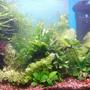 25 gallons planted tank (mostly live plants and fish) - Full view of tank without water sprite blocking the front.