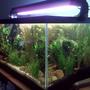 fish tank picture - After 2 mos.