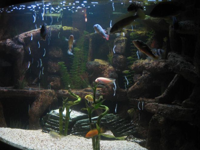 100 gallons freshwater fish tank (mostly fish and non-living decorations) - Side view of corner aquarium!