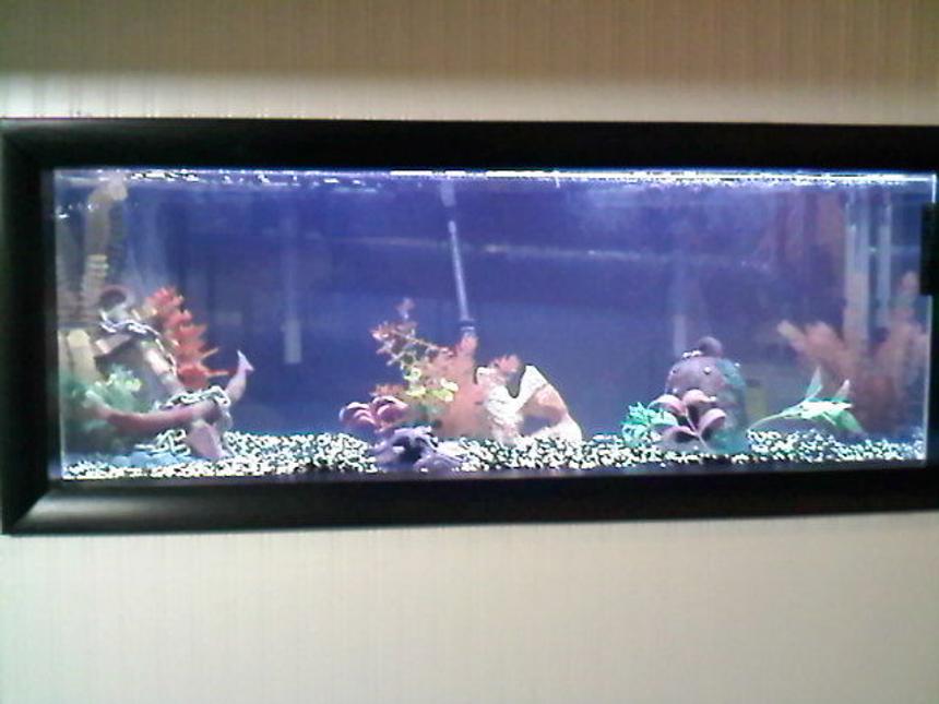 Rated #3793: 55 Gallons Freshwater Fish Tank - fish tank
