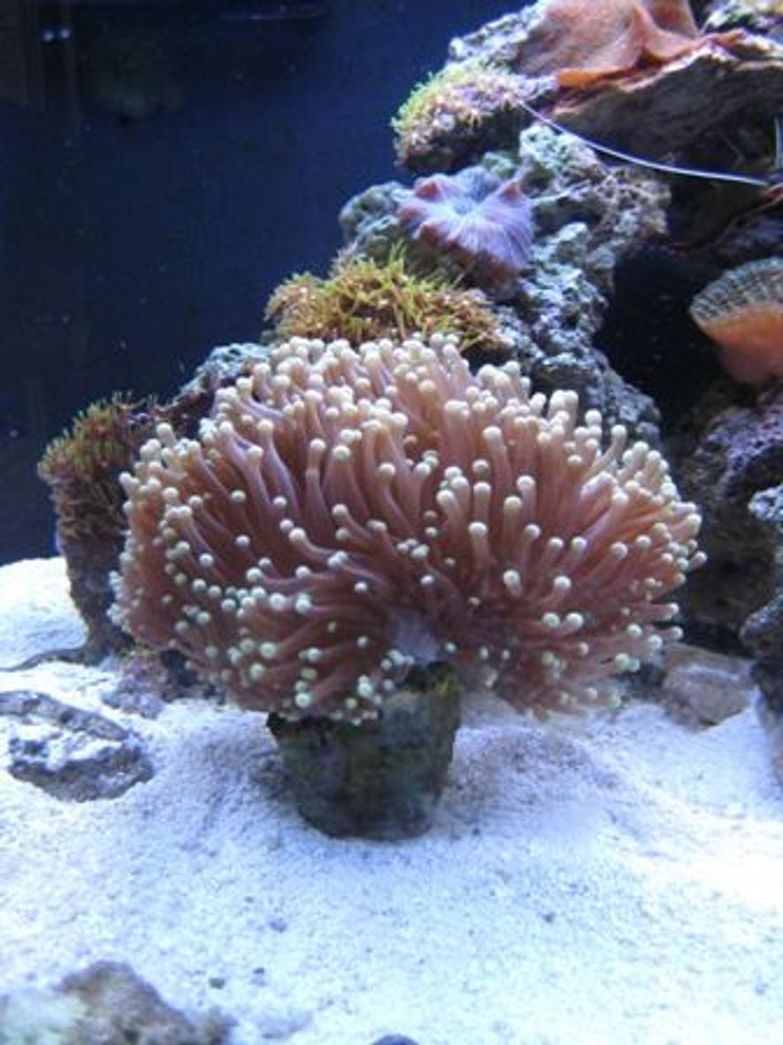 Rated #77: Corals Inverts - Heteractis Crispa - Sebae Anemone Stocking In 12 Gallons Tank - my tank