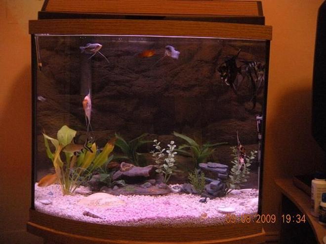 26 gallons freshwater fish tank (mostly fish and non-living decorations) - newest pic