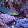 saltwater fish - halichoeres claudia - christmas wrasse stocking in 180 gallons tank - Christmas wrasse and corals