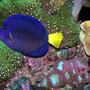 saltwater fish - zebrasoma xanthurum - purple tang stocking in 180 gallons tank - purple tang and GSP