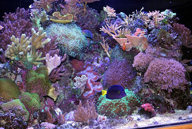 180 gallons reef tank (mostly live coral and fish) - right side of 180 pentagon