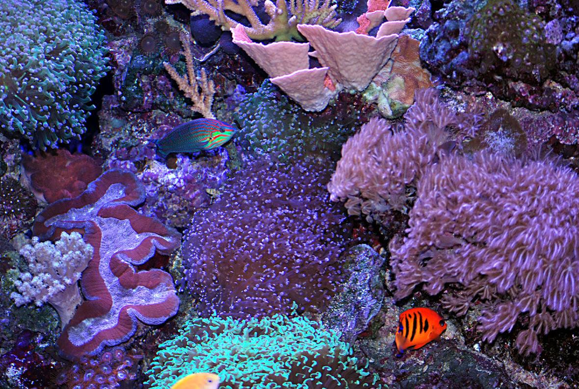 fish tank picture - lots of waving corals