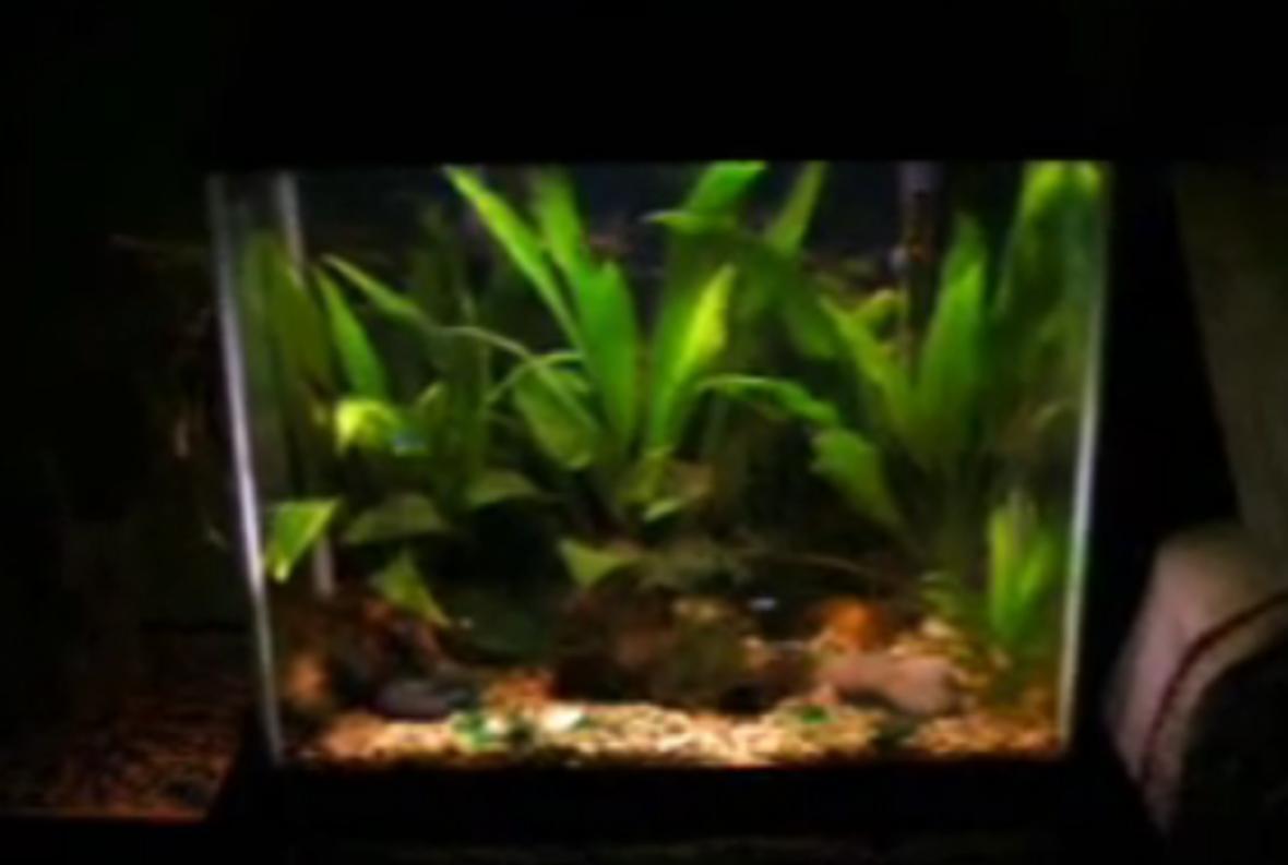 14 gallons planted tank (mostly live plants and fish) - planted tank 14 gallons