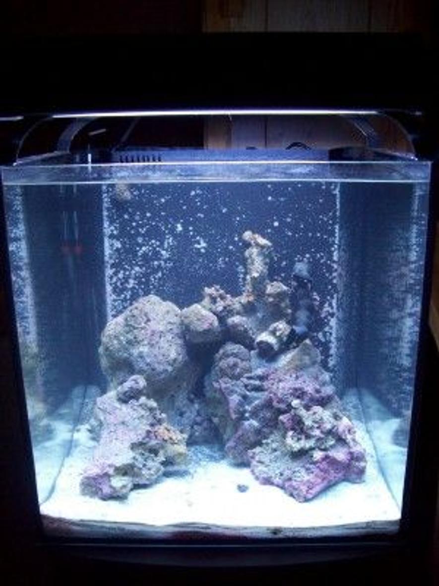 Rated #146: 55 Gallons Reef Tank - 34 gal Solana freshly started. Few Zoo's more to come soon.