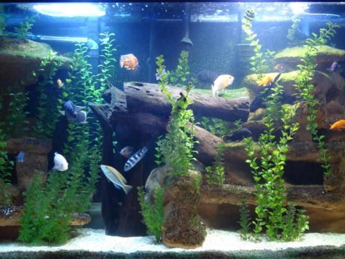 120 gallons freshwater fish tank (mostly fish and non-living decorations) - 120G Cichlid tank with custom backdrop.