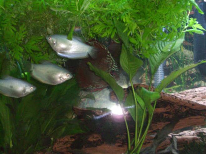 freshwater fish - trichogaster trichopterus - blue gourami stocking in 55 gallons tank - My gouramis and discus getting some shade