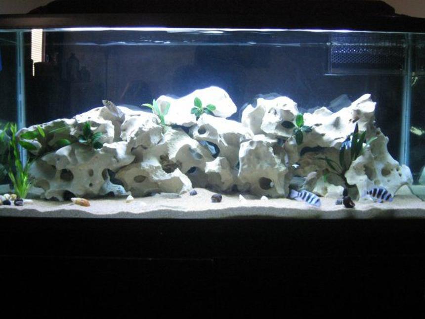 Rated #163: 75 Gallons Planted Tank - Tanganyika Rift Lake Biotope
7 Anubias palnts 
1 Vallisneria. 
Sand and Snail Substrate
Holey Rock Decor