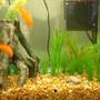 freshwater fish - carassius auratus - goldfish stocking in 10 gallons tank - What i started with. The goldfish are in my little girls room now. In her Dora tank. Ha Ha Dora tank.