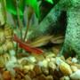 freshwater fish - puntius titteya - cherry barb stocking in 10 gallons tank - The Cherries.