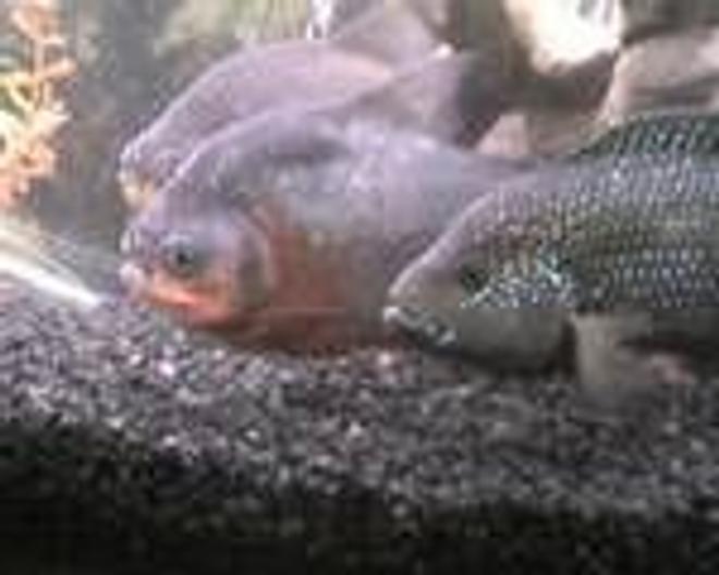 freshwater fish - nandopsis octofasciatum - jack dempsey stocking in 55 gallons tank - the gang