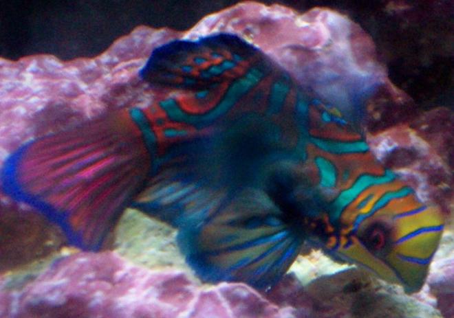 saltwater fish - pterosynchiropus splendidus var. - red mandarin stocking in 55 gallons tank - Manderine