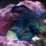 saltwater fish - pterosynchiropus splendidus var. - red mandarin stocking in 55 gallons tank - Manderine