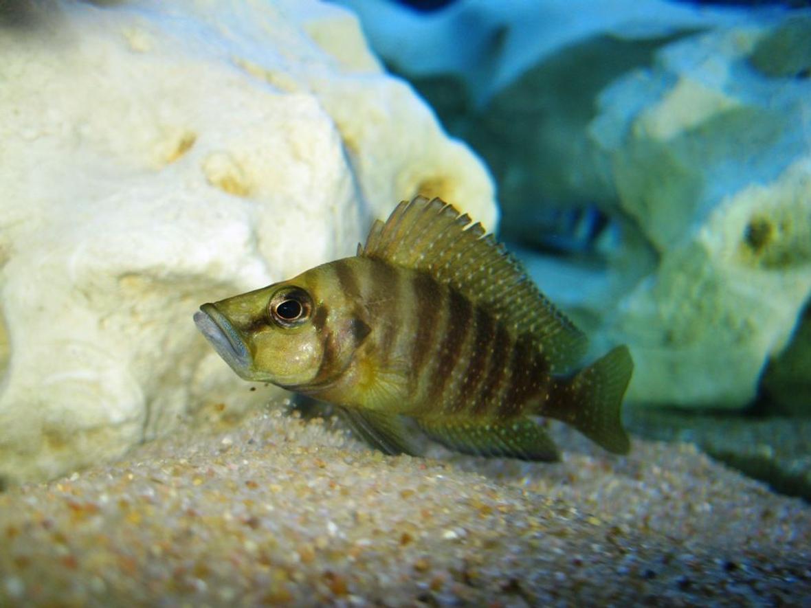 freshwater fish - altolamprologus compressicep - gold head compressicep cichlid stocking in 75 gallons tank - Gold Compressicps