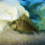 freshwater fish - altolamprologus compressicep - gold head compressicep cichlid stocking in 75 gallons tank - Gold Compressicps