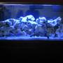 75 gallons freshwater fish tank (mostly fish and non-living decorations) - Moon Lighting
