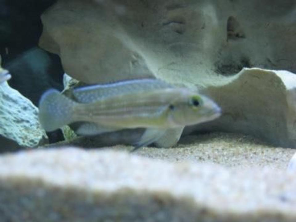 freshwater fish - neolamprologus tetracanthus - tetracanthus stocking in 75 gallons tank - Tetracanthus