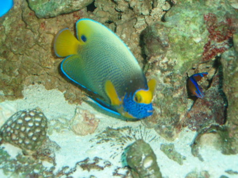saltwater fish - pomacanthus xanthometopon - blueface angelfish stocking in 150 gallons tank - BlueFace
