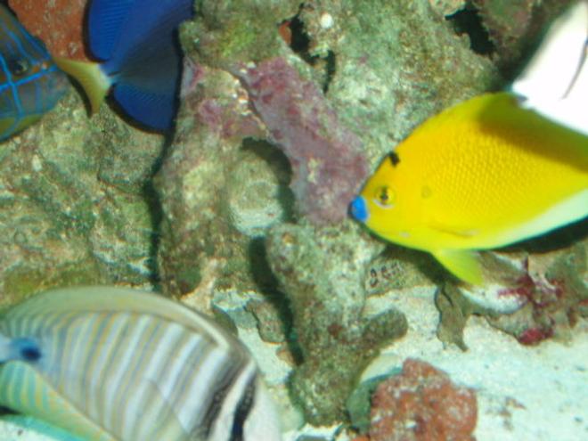 saltwater fish - centropyge flavissima - lemonpeel angelfish stocking in 150 gallons tank - Flagfin, Purple and Red Sea Sailfin Tangs
