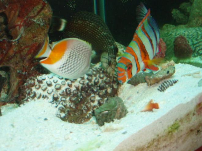 saltwater fish - choerodon fasciatus - harlequin tusk stocking in 150 gallons tank - Harlequin Tusk, Pearlscale Butterfly