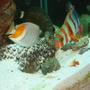 saltwater fish - choerodon fasciatus - harlequin tusk stocking in 150 gallons tank - Harlequin Tusk, Pearlscale Butterfly