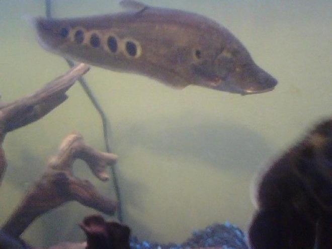 freshwater fish - notopterus chitala - clown knife fish stocking in 80 gallons tank - clown knif