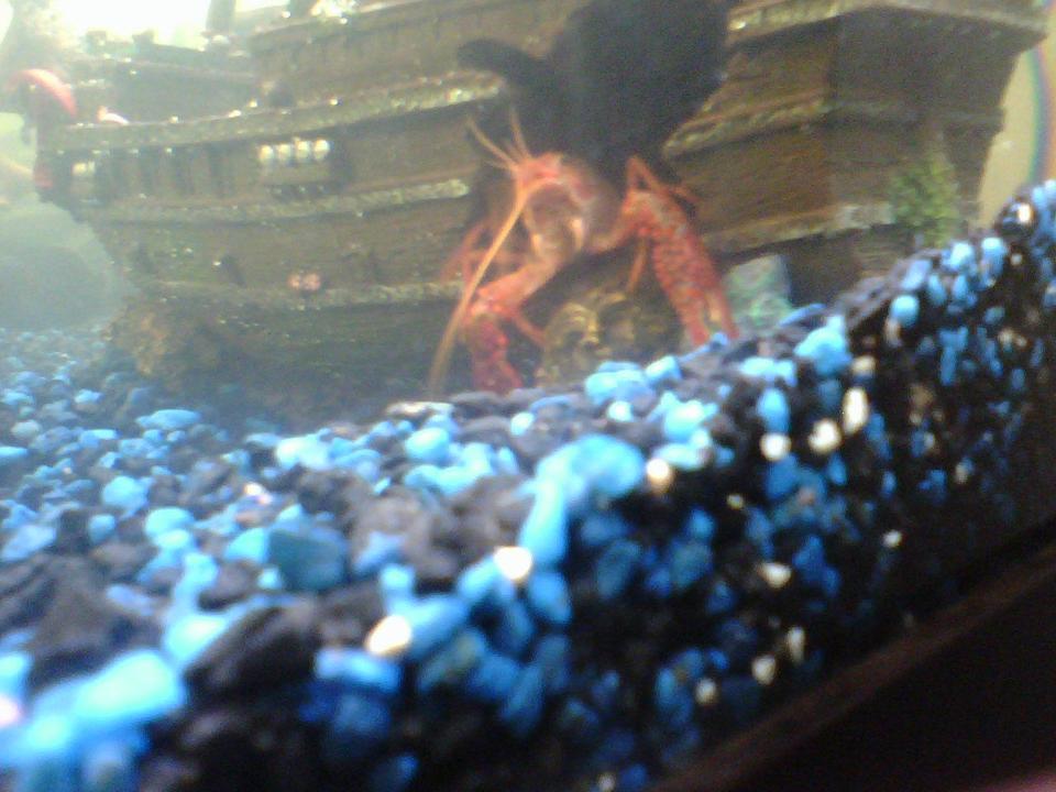 corals inverts - enoplometopus sp. - reef lobster, red hawaiian stocking in 80 gallons tank - lobster