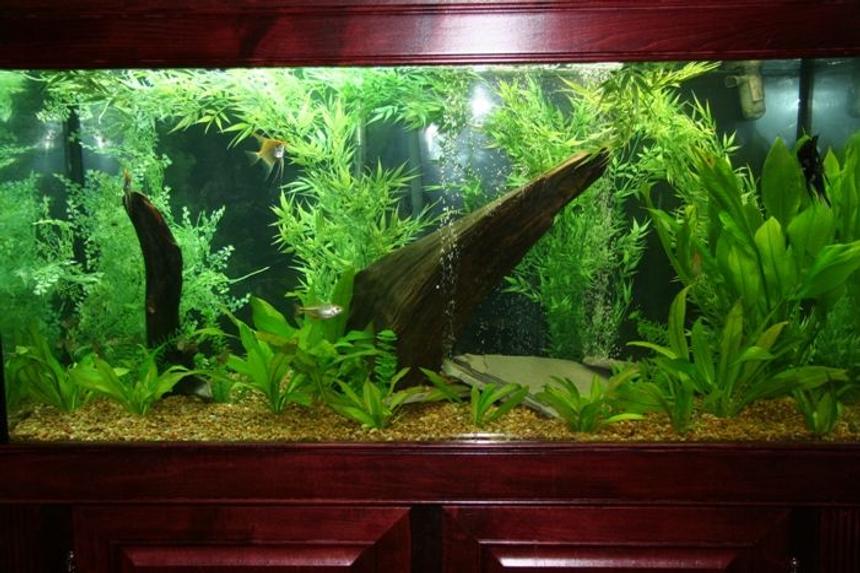 Rated #40: 95 Gallons Planted Tank - south american tank just reset. The plants are filling inn inn the foreground.