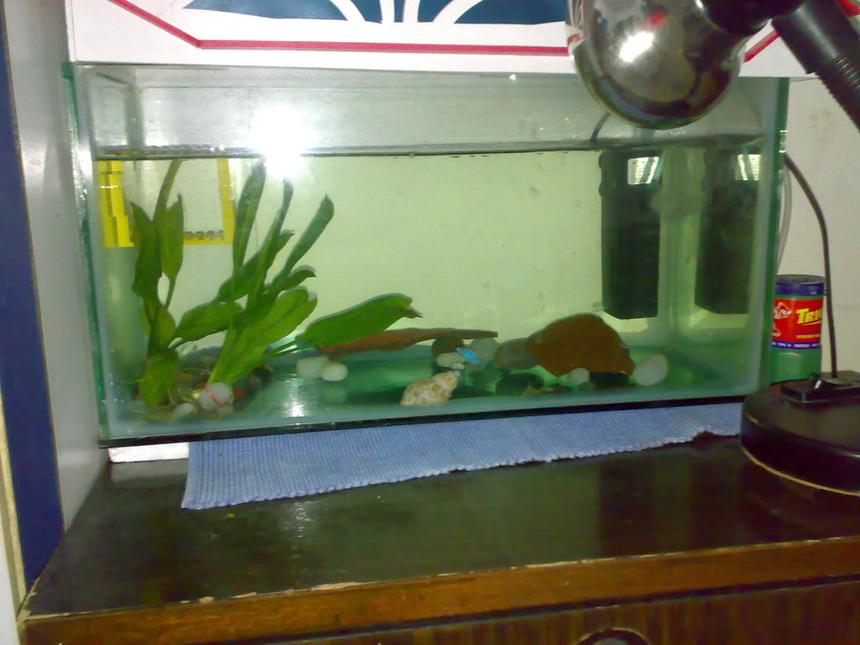 Rated #2207: 5 Gallons Planted Tank - Blue morphs with features - real plants,  flower pot pieces and lego!