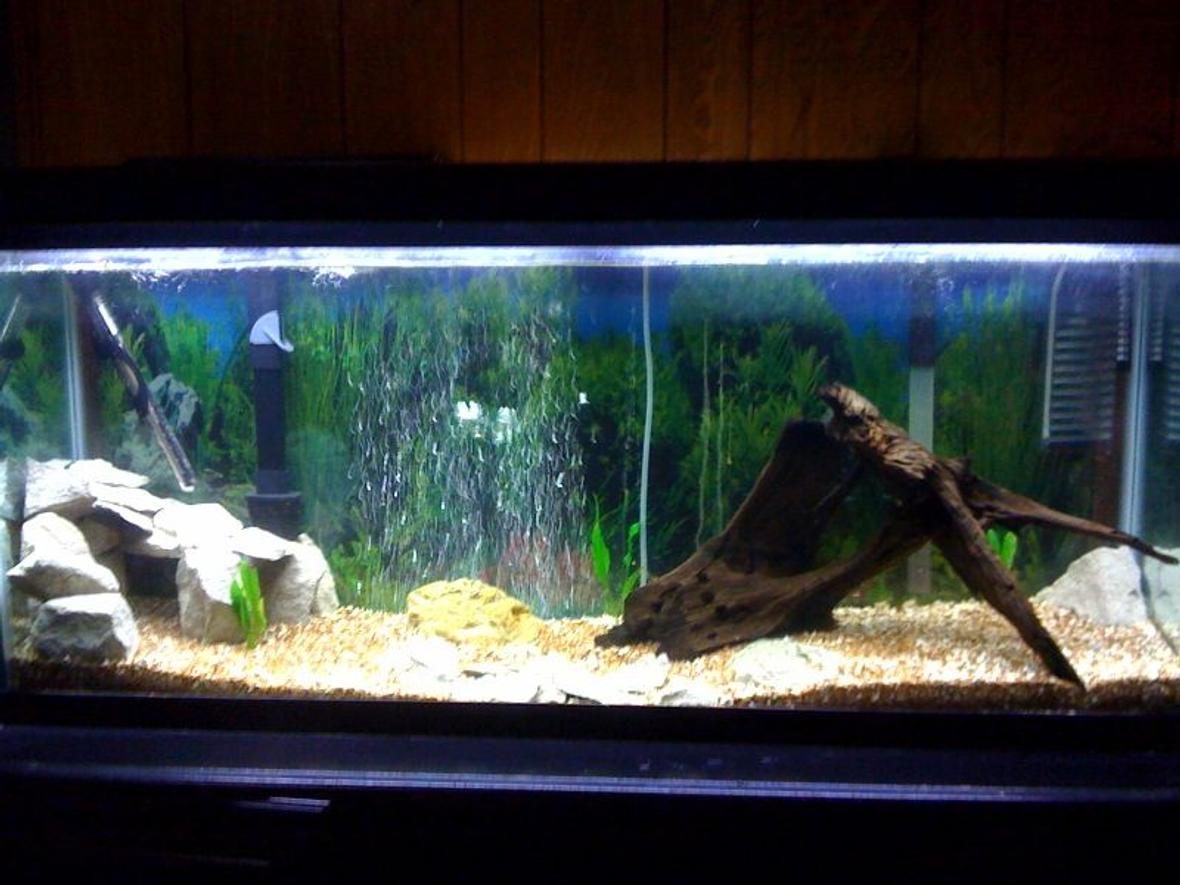 55 gallons planted tank (mostly live plants and fish) - working progress, starting new