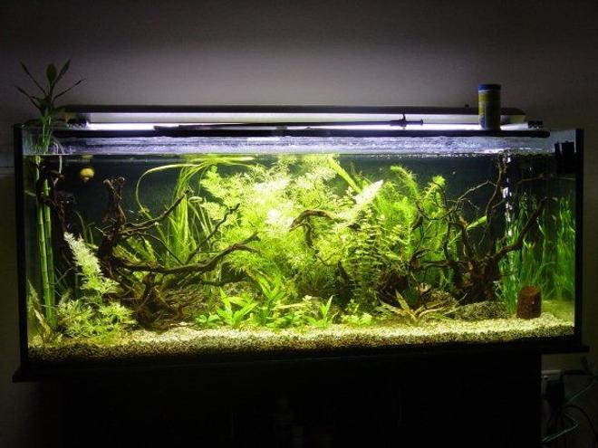 110 gallons planted tank (mostly live plants and fish) - My first tank this size, i usualy have no patience, but with this one i realy took my time working on it a little everyday.