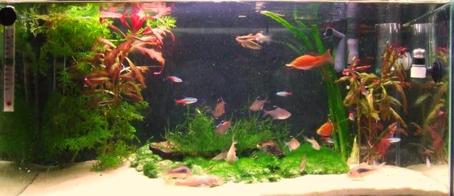 11 gallons planted tank (mostly live plants and fish) - My fish tank, Home to Over 30 fish :) Rate high :)