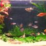 11 gallons planted tank (mostly live plants and fish) - My fish tank, Home to Over 30 fish :) Rate high :)